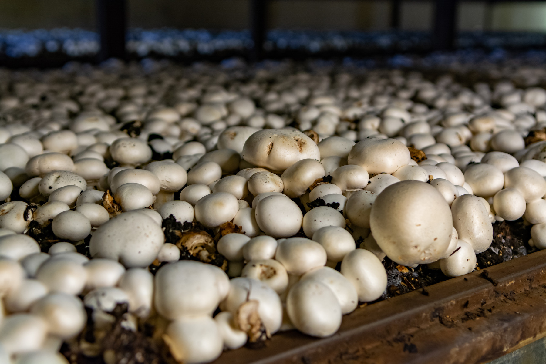 Funghi e salute